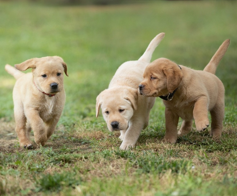 5 Remarkable Reasons Why Labrador Retrievers Can Make Great Service Dogs