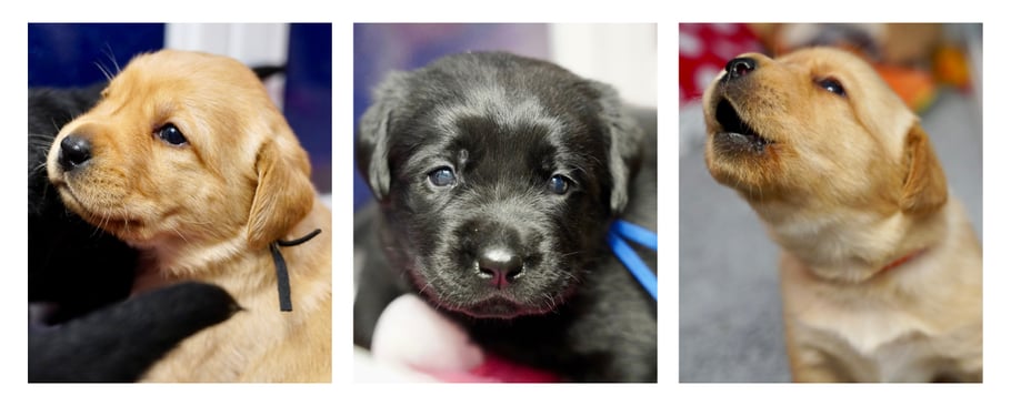 april-newsletter-cypress-pups-1