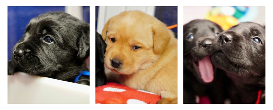 april-newsletter-cypress-pups-2