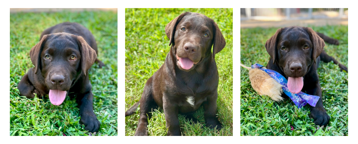 chessy-update