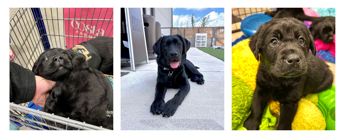 feb-newsletter-ivy-2