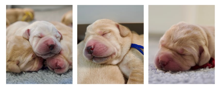 feb-newsletter-pups-1