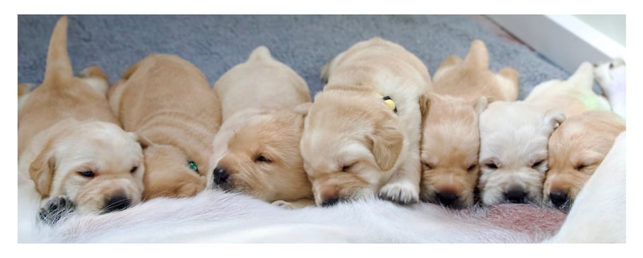 march-newsletter-pups-2 (2)