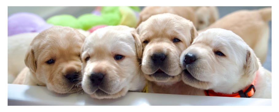 march-newsletter-pups-2