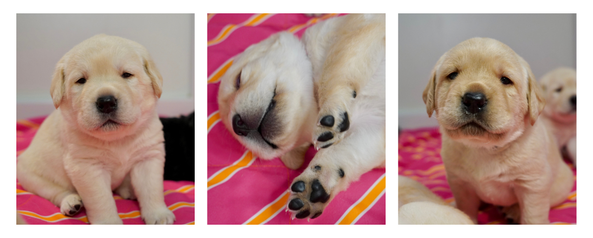 montana-bill-pups2