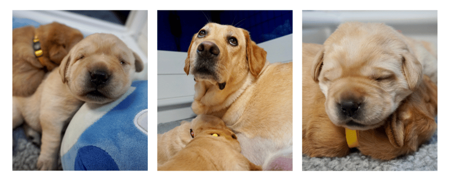 rosie-pups-august