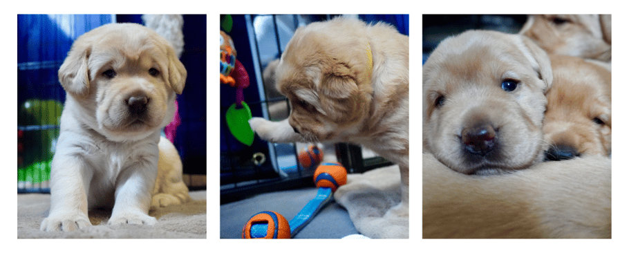 rosie-sept-news-2