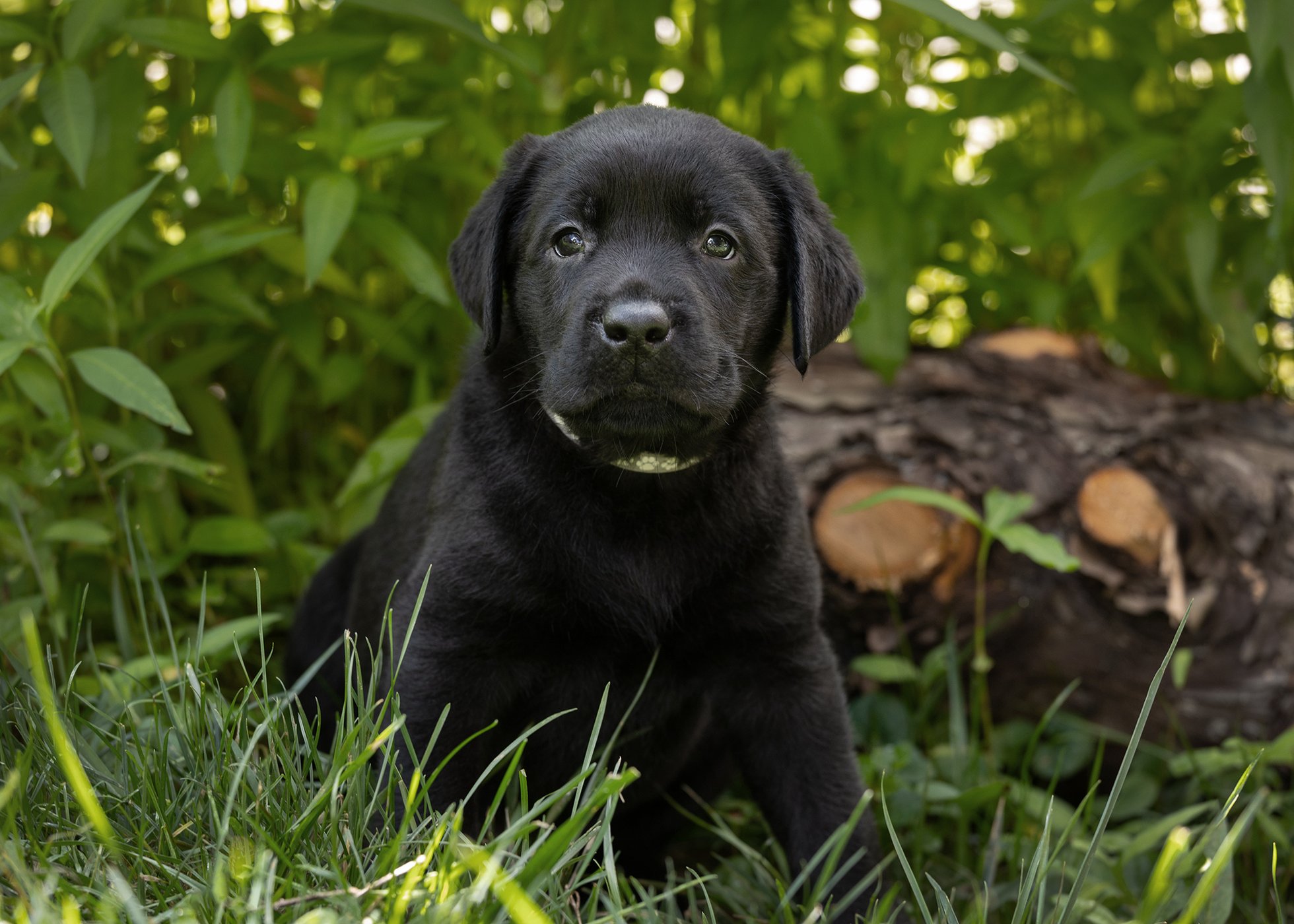 puppy prince 3 puppy prince 3