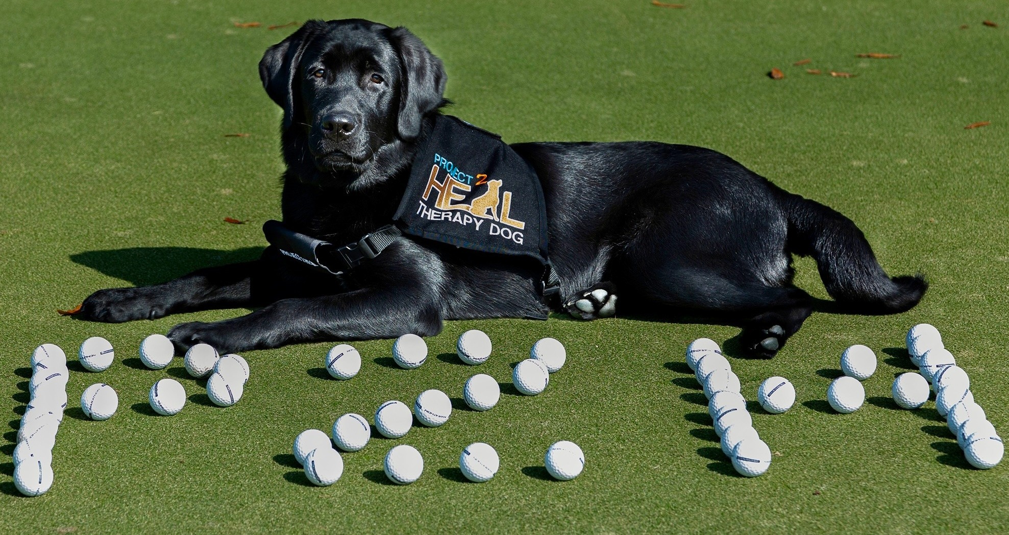 Billy-Putt4Pups