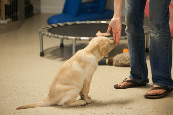 puppy_sniffing_a_new_persons_fingers