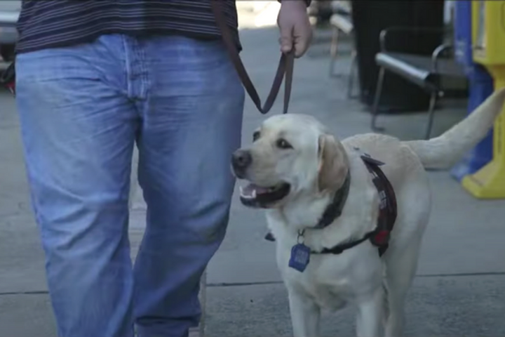 5 BENEFITS of Helping Increase Service Dog Availability for Veterans