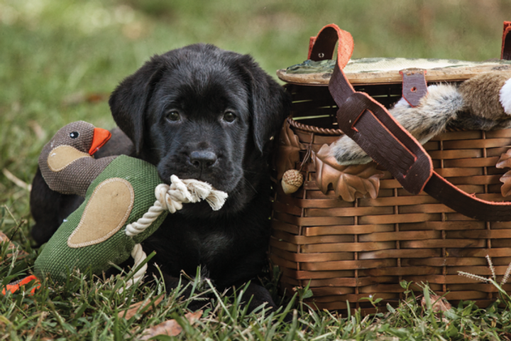 5 Remarkable Reasons Why Labrador Retrievers Can Make Great Service Dogs