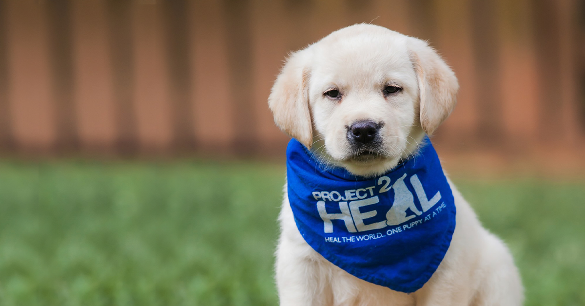 Why Train Labrador Puppies as Service Dogs?