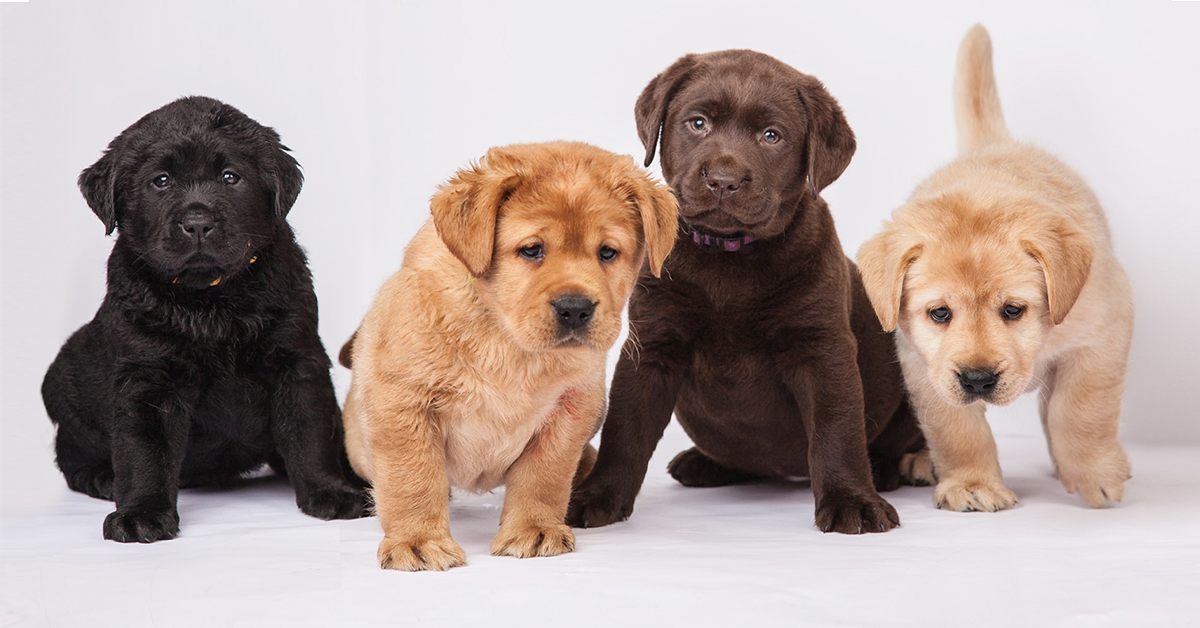 Puppy Genetics 101: How Can Two Black Dogs Produce Yellow Puppies?