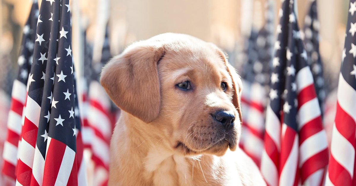 How Trained Service Dogs Help Veterans with PTSD