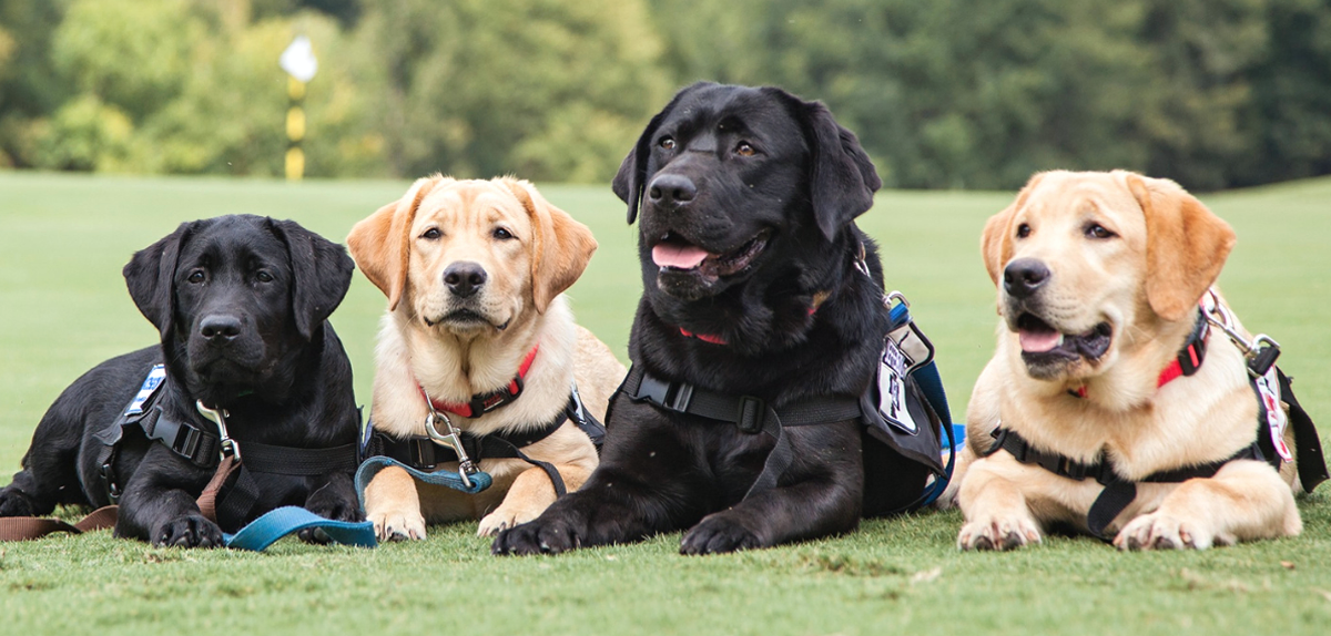 Our Role In Repairing the Service Dog Supply Chain