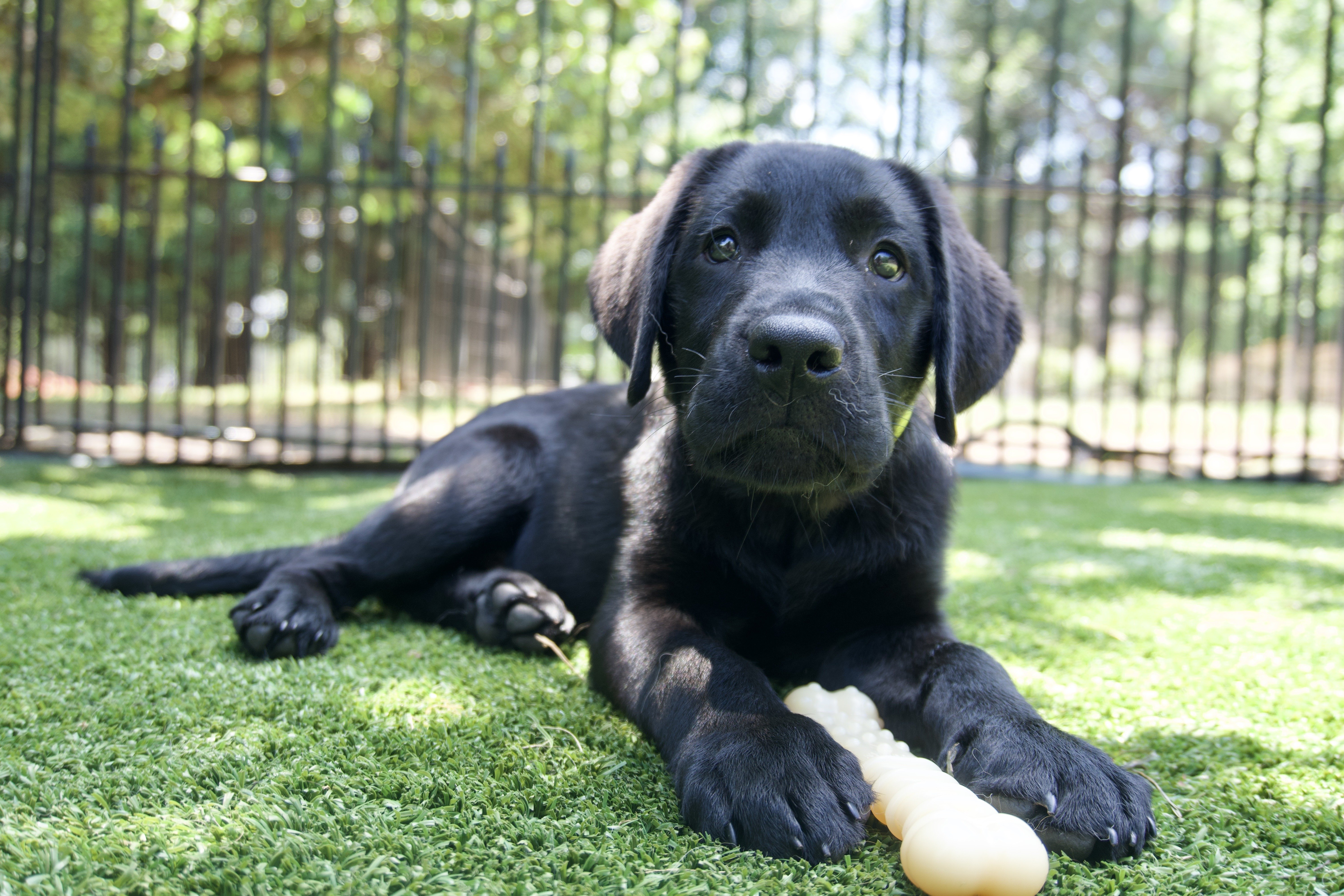 Teach Your Dog to Sit in Place OUTSIDE