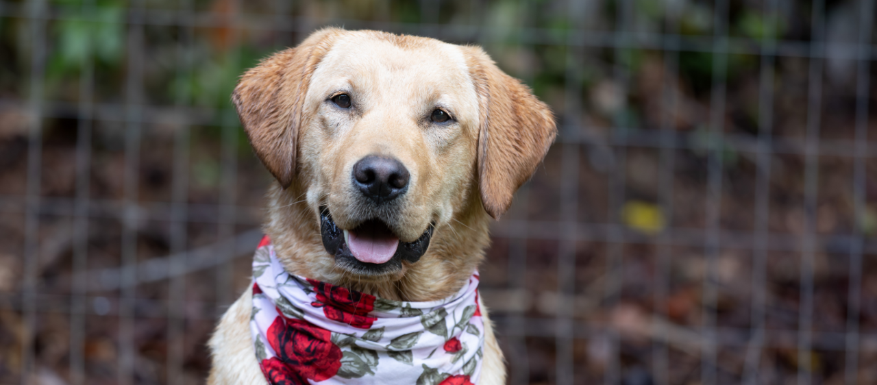 PUPPY TRAINER? What an AWESOME JOB!