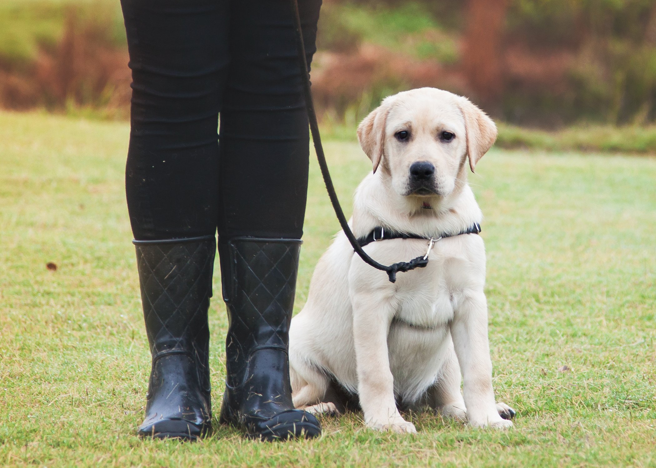 Why Breed Labrador Puppies as Service Dogs?