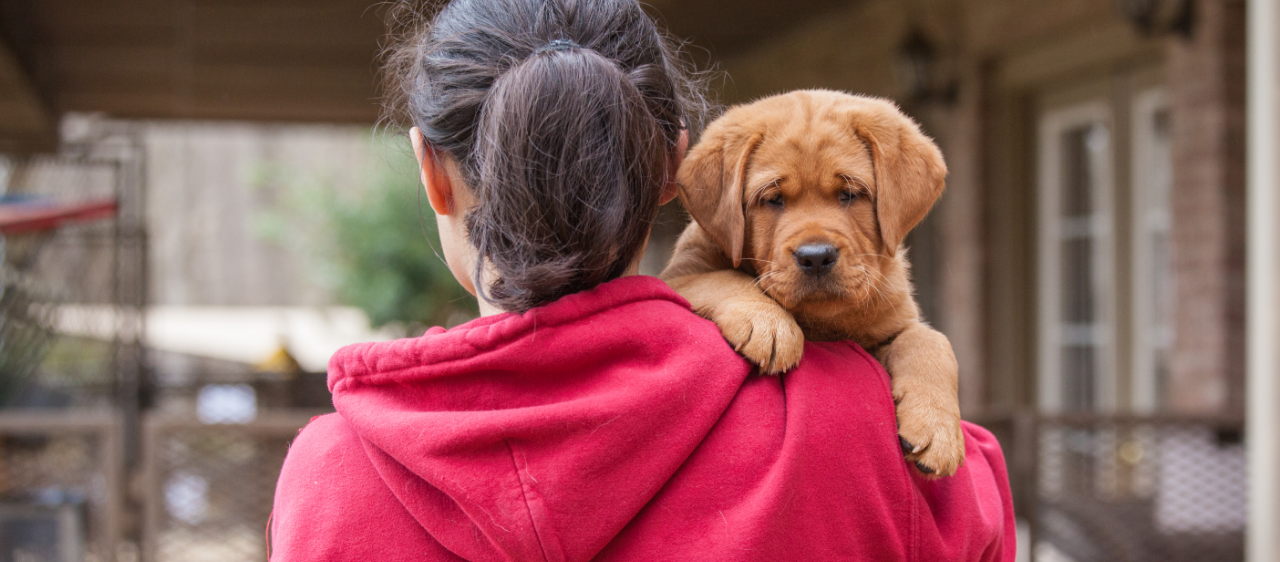 Learn to Make NO-BAKE High-Value DOG TREATS