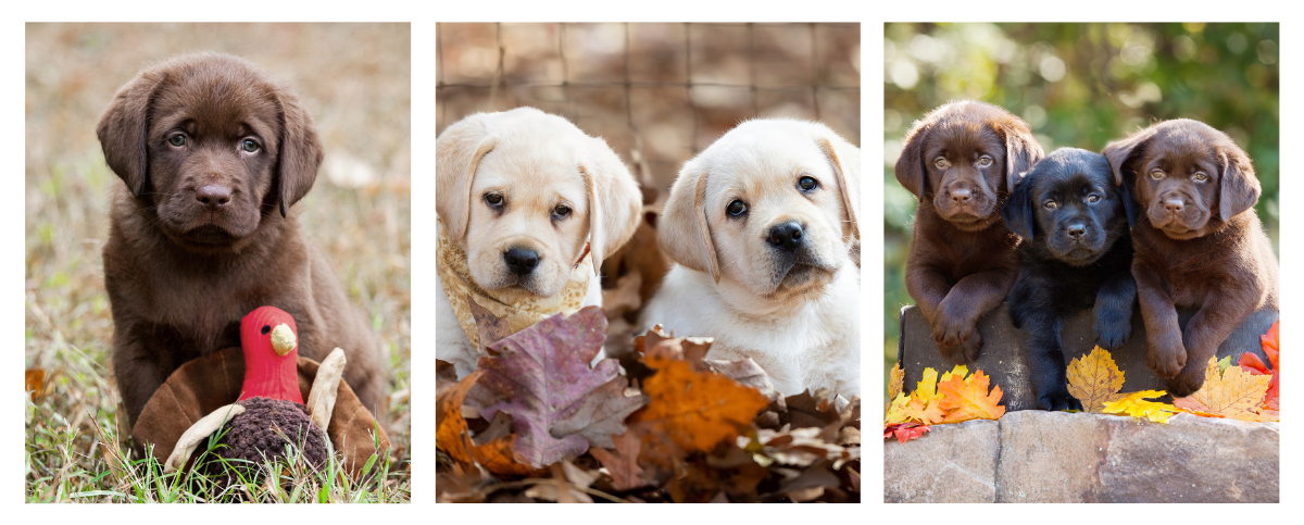 November 2025 E-Newsletter