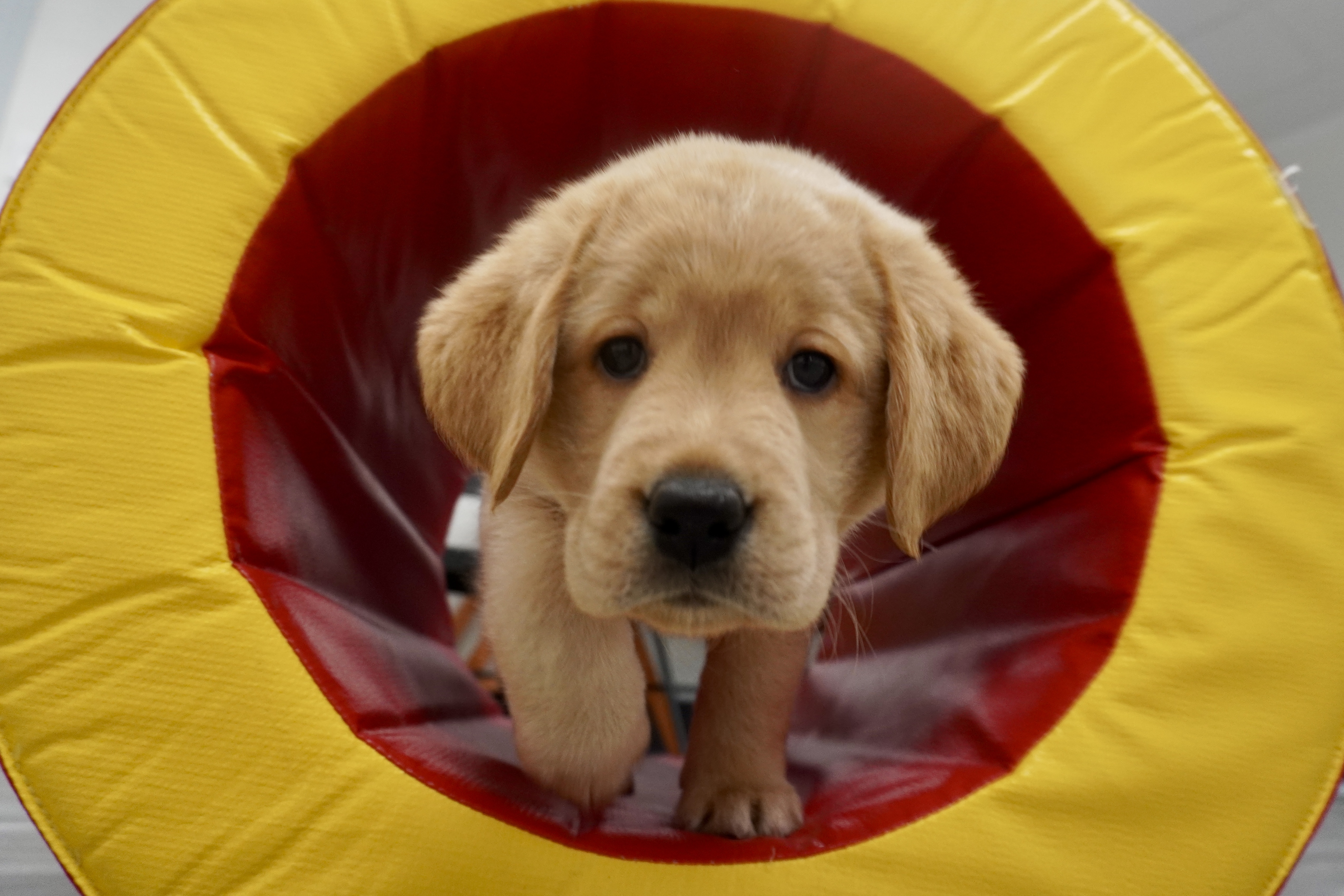 Why We Use Volhard Testing at Project 2 Heal