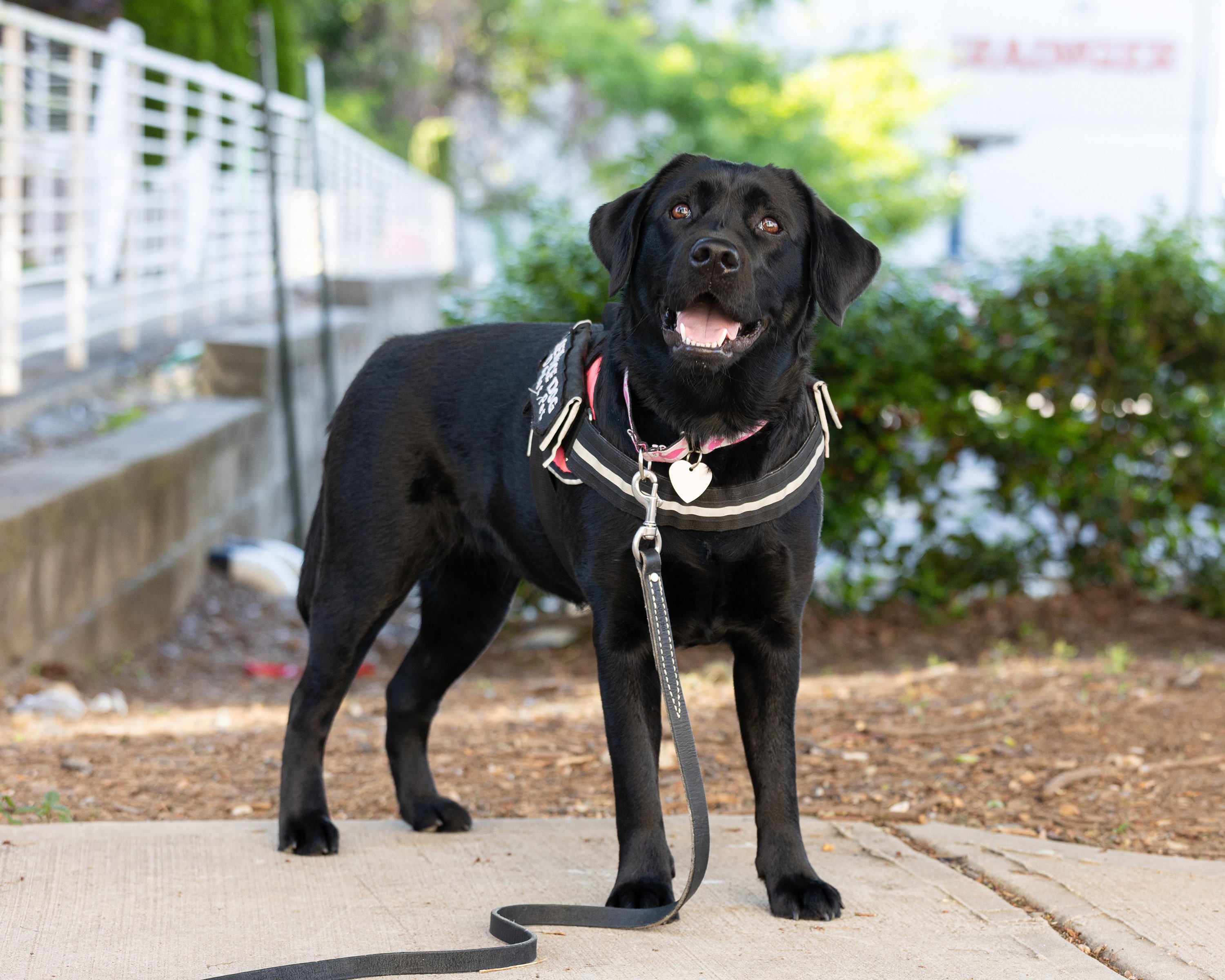 Service Dog Gives Hope to Injured Army Veteran