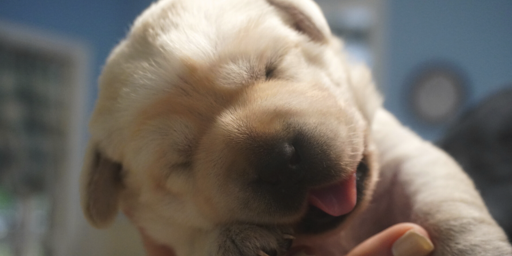 Breeding to Buying: Factors to Consider When Purchasing a Puppy