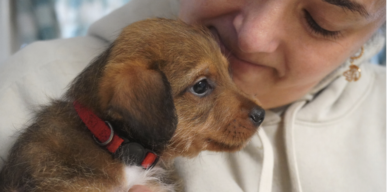 Rescue Puppies Take Volhard Puppy Aptitude Test!