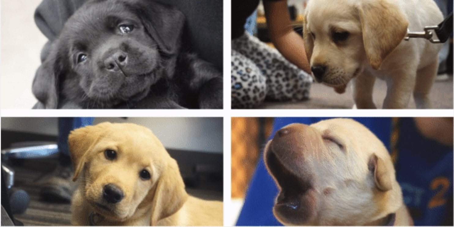 Reviewing Our Impact on the Service Dog Industry & Beyond in 2022