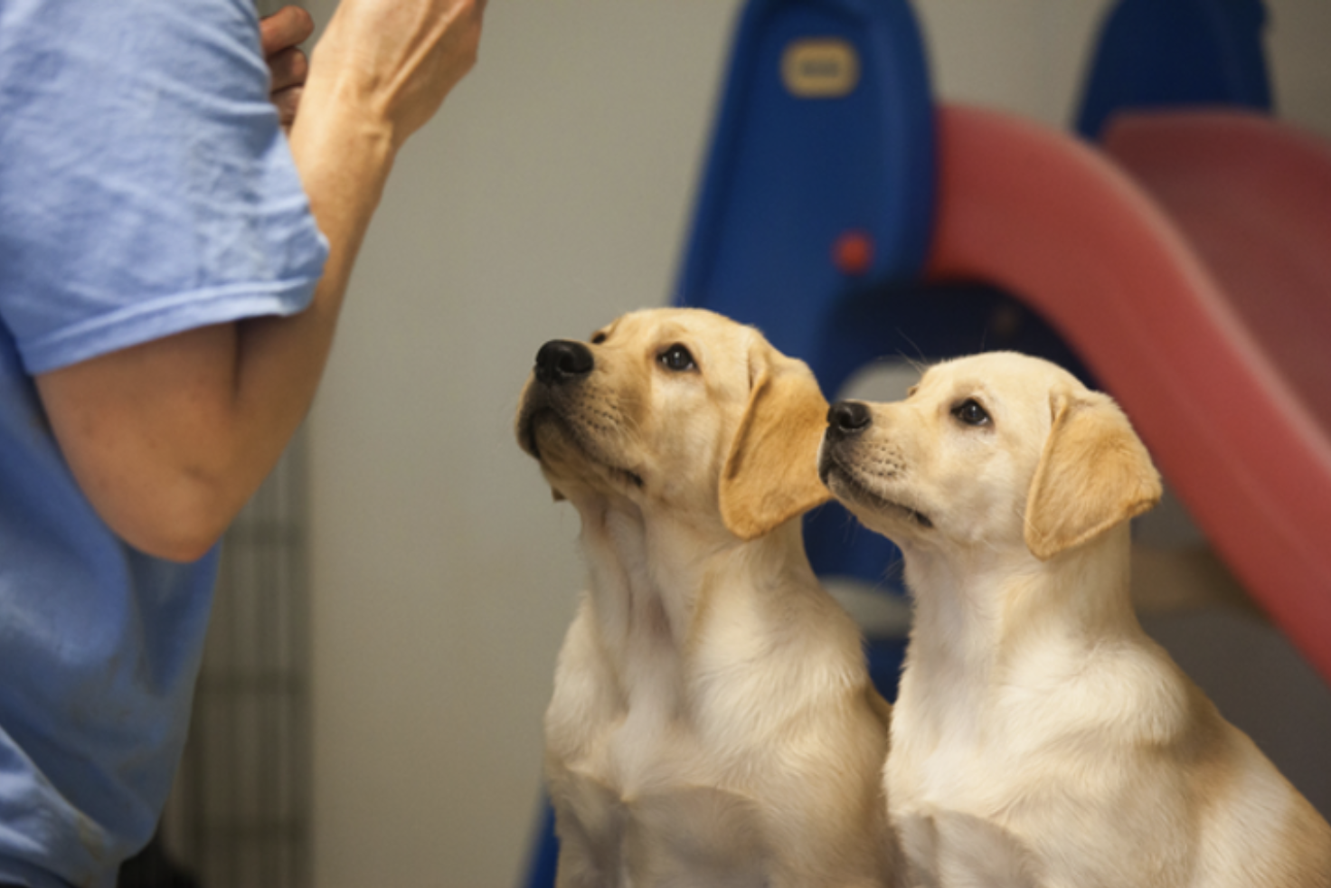 5 Biggest Benefits of a Labrador Retriever for Service Work VS Other Dog Breeds