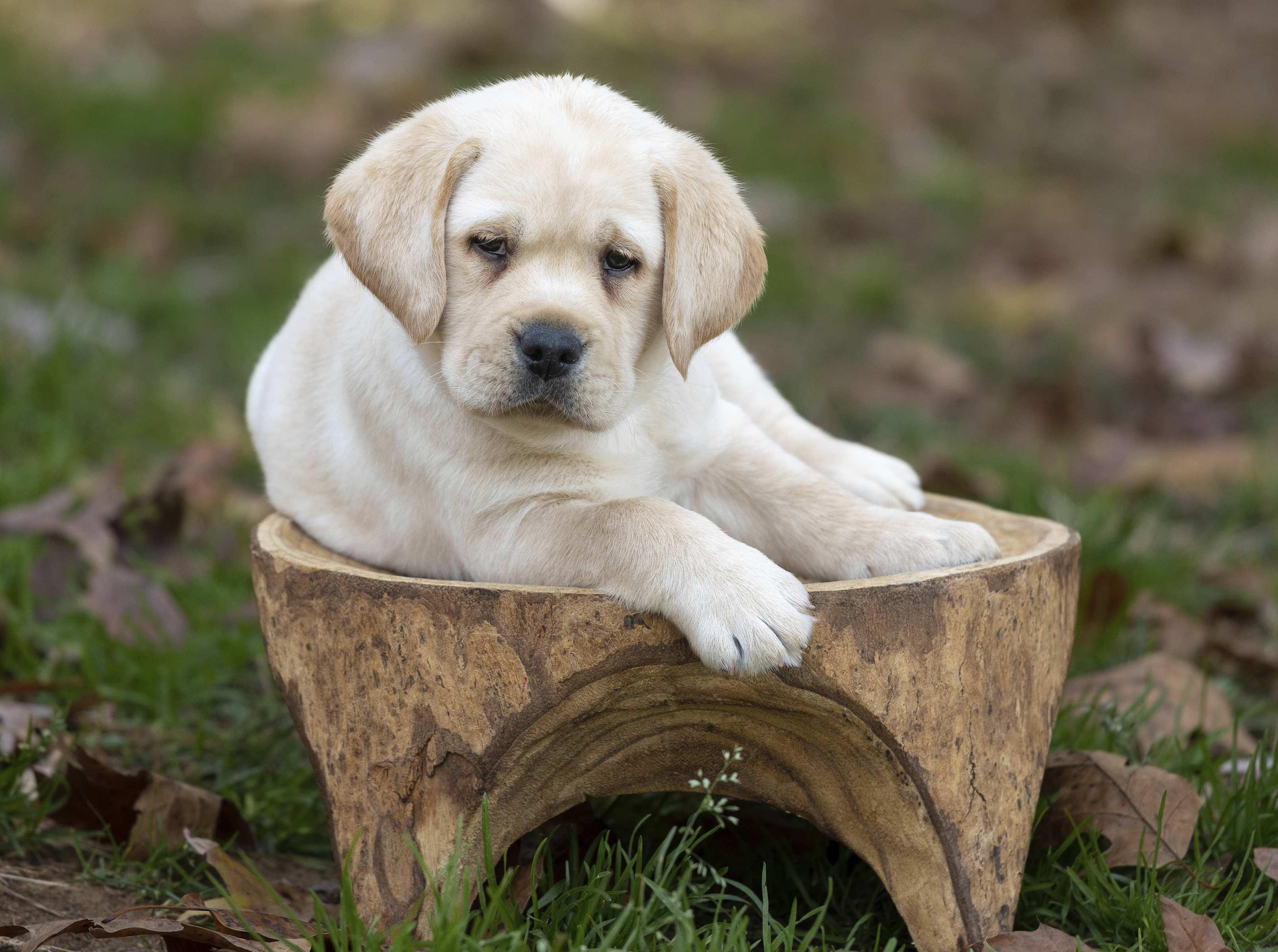 How to Get Your Dog Comfortable with a Leash