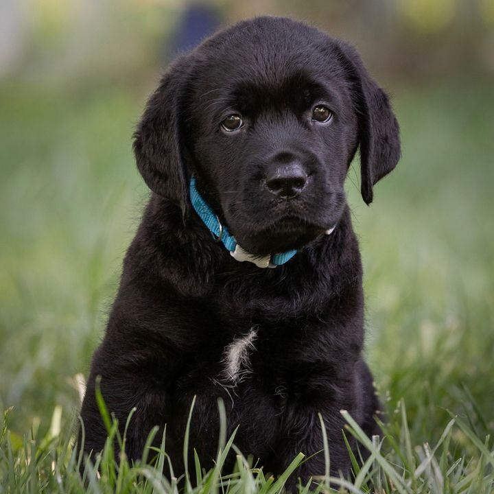 ESSENTIAL Traits to Seek when BUYING a Labrador Retriever