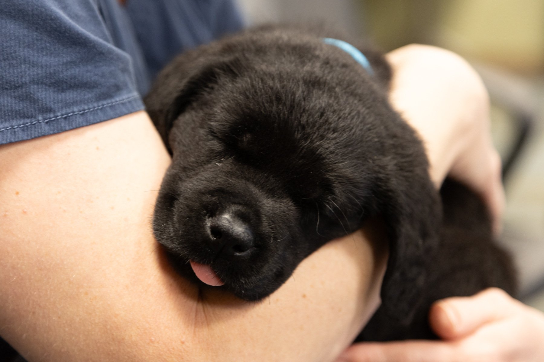 What Does Our Puppy-Nurturing Process Look Like?