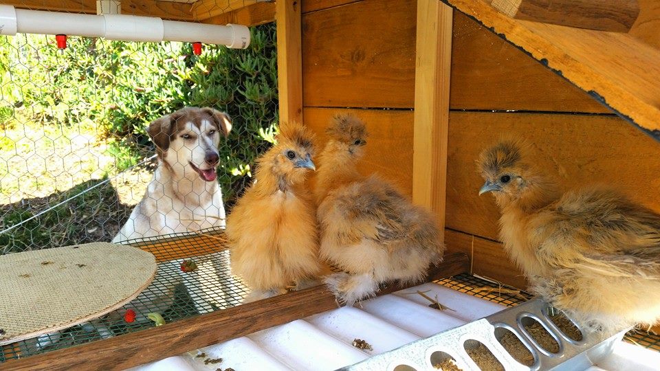 WRANGLING CHICKENS Instead of TRAINING DOGS?